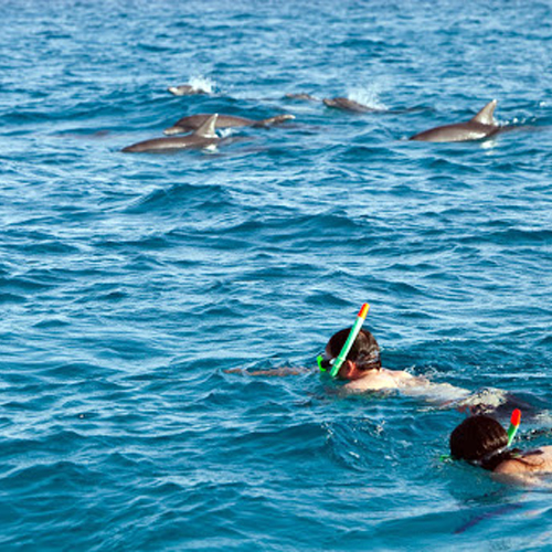 Swim with dolphins at Kizimkazi