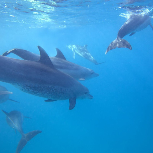 Swim with dolphins at Kizimkazi3