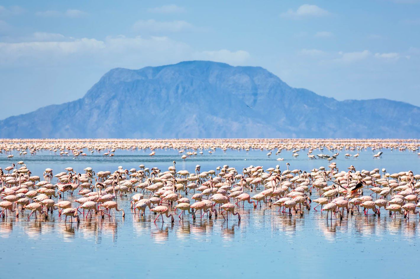 flamingoes lake natron tanzania
