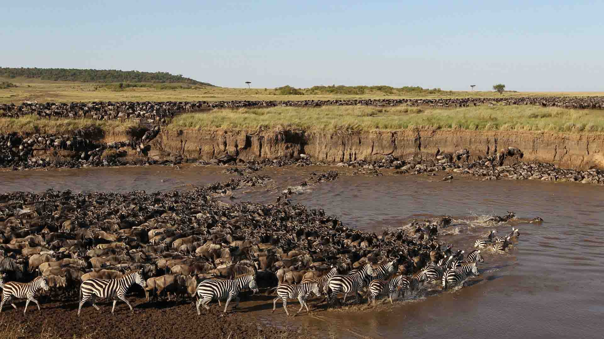 serengeti national park wildebeest migration safari