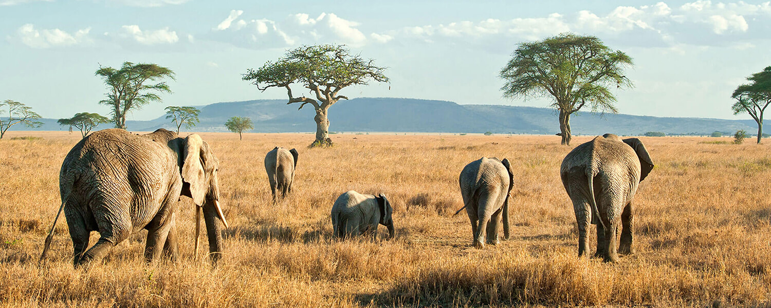 7 day tanzania safari adventure