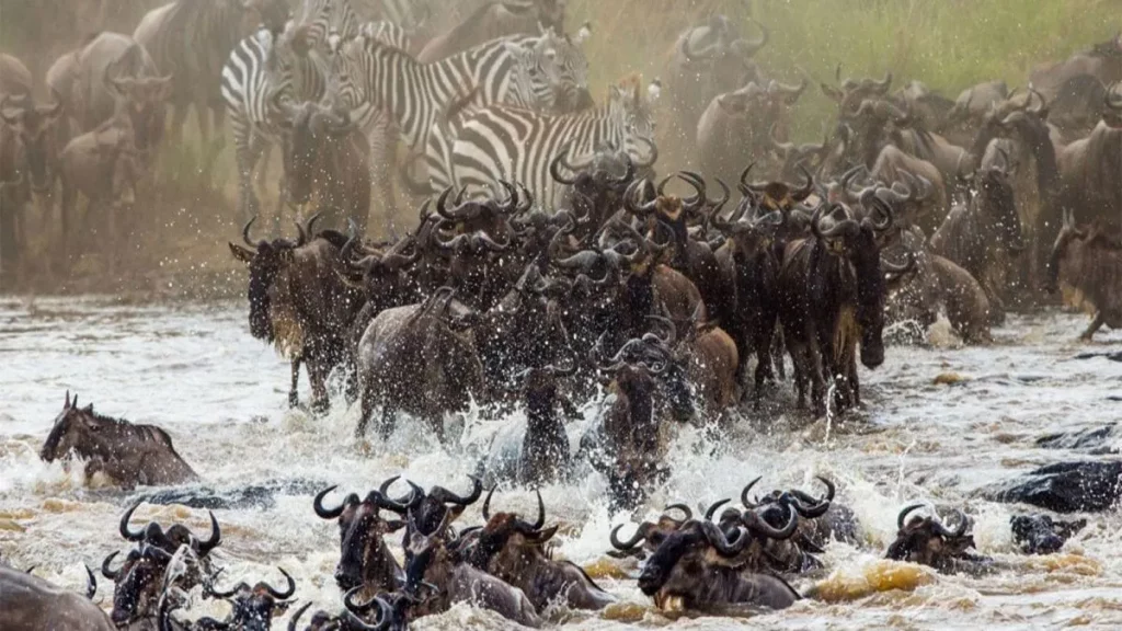 Serengeti Great Migration Safari